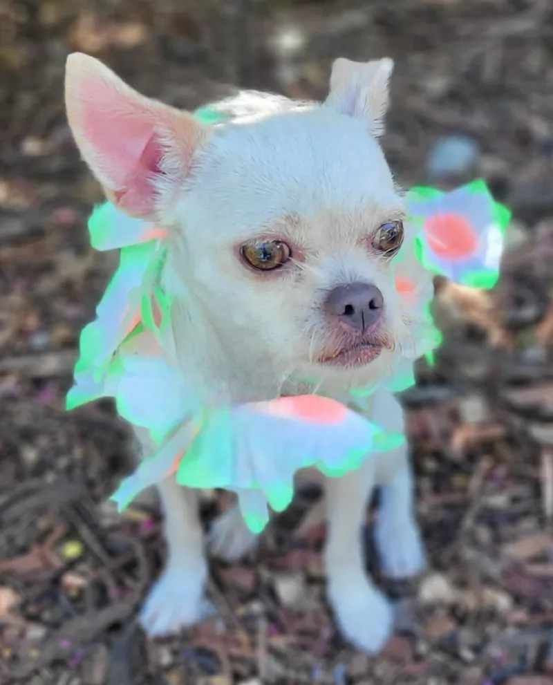 An adult small-sized female Chihuahua dog named Bonnie for adoption in Vernon, TX