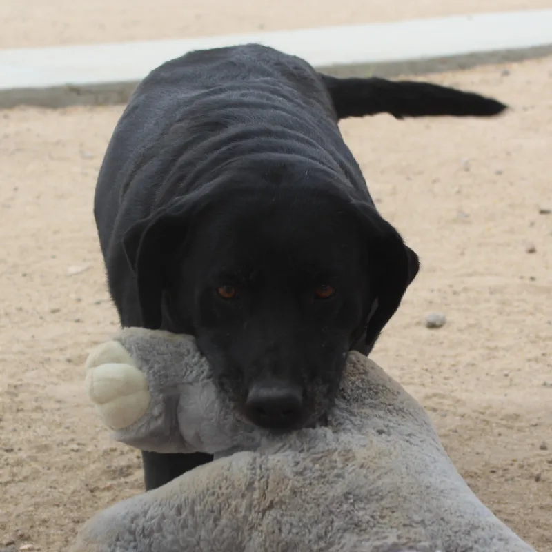 A senior large-sized female Black Labrador Retriever dog named Jupiter for adoption in Yucca Valley, CA