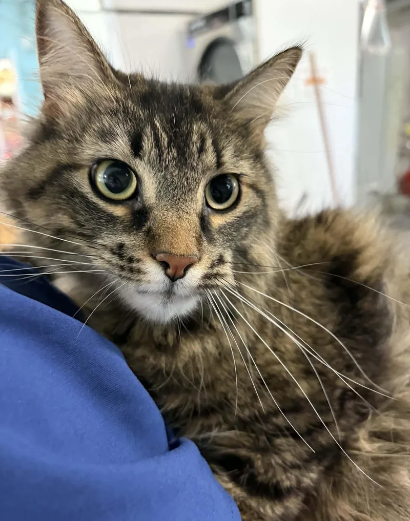 An adult large-sized male Tabby (Tiger Striped) Domestic Long Hair cat named Razorman for adoption in Allegan, MI