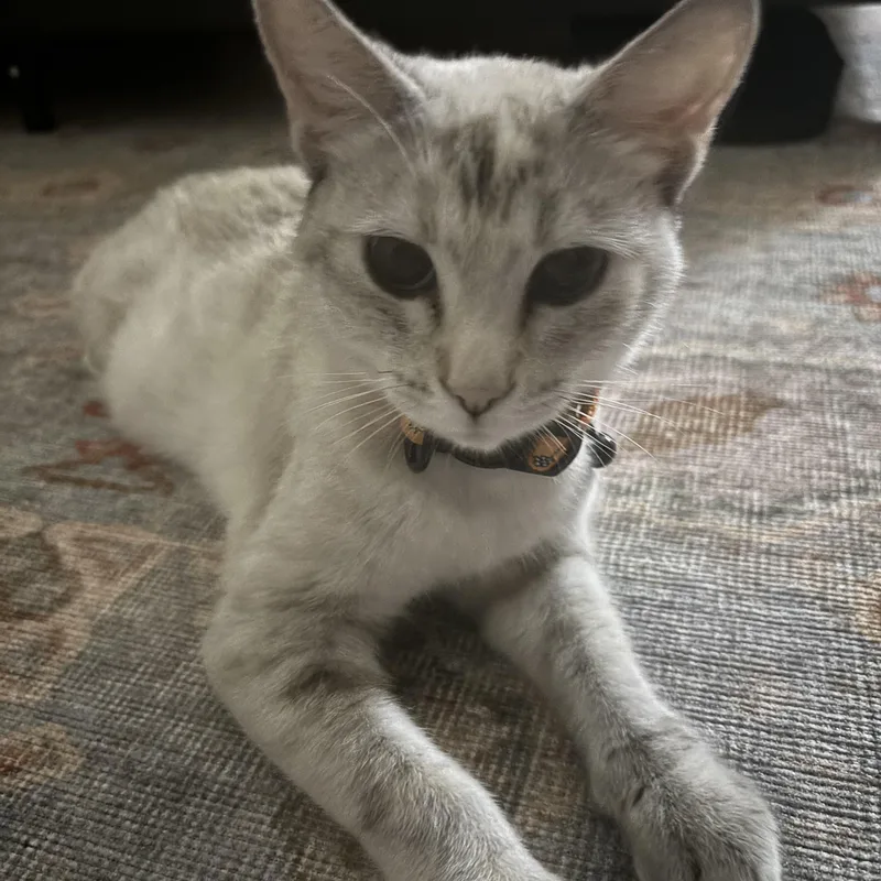 A young medium-sized female Siamese cat named Flora Belle for adoption in Reno, NV