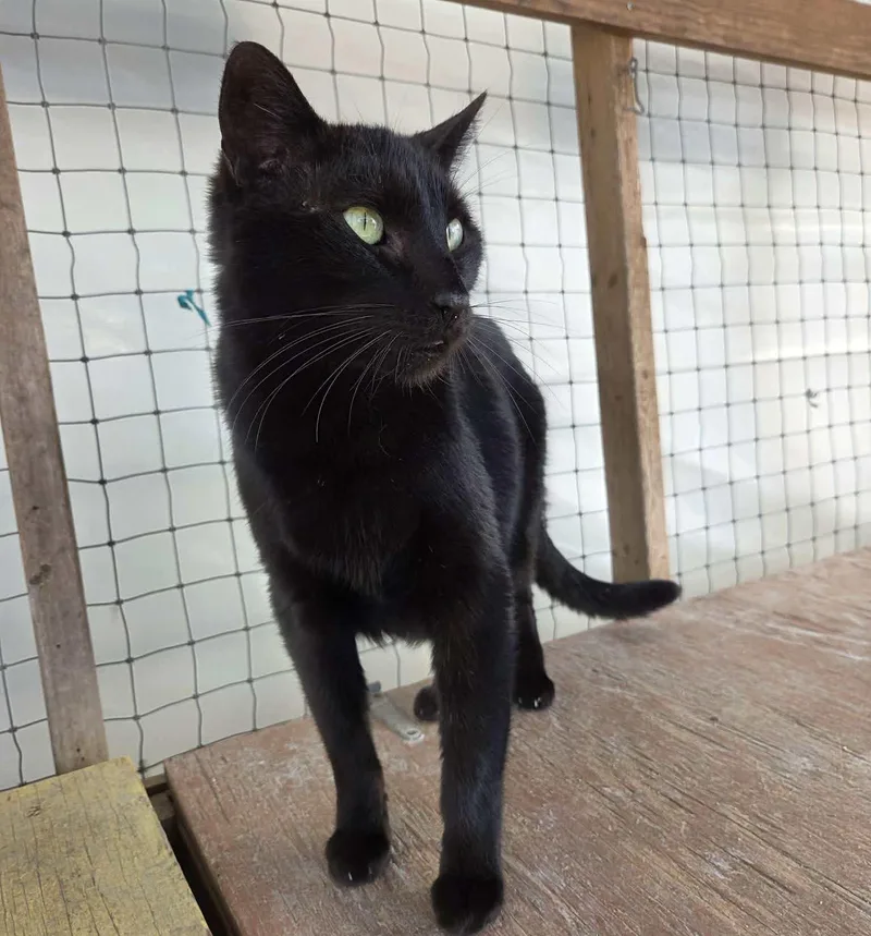 Spartacus thumbnail 2