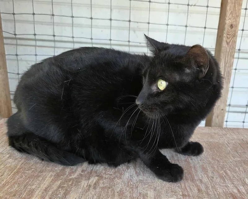 Spartacus thumbnail 3