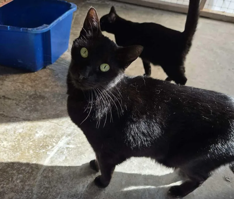 Spartacus thumbnail 4