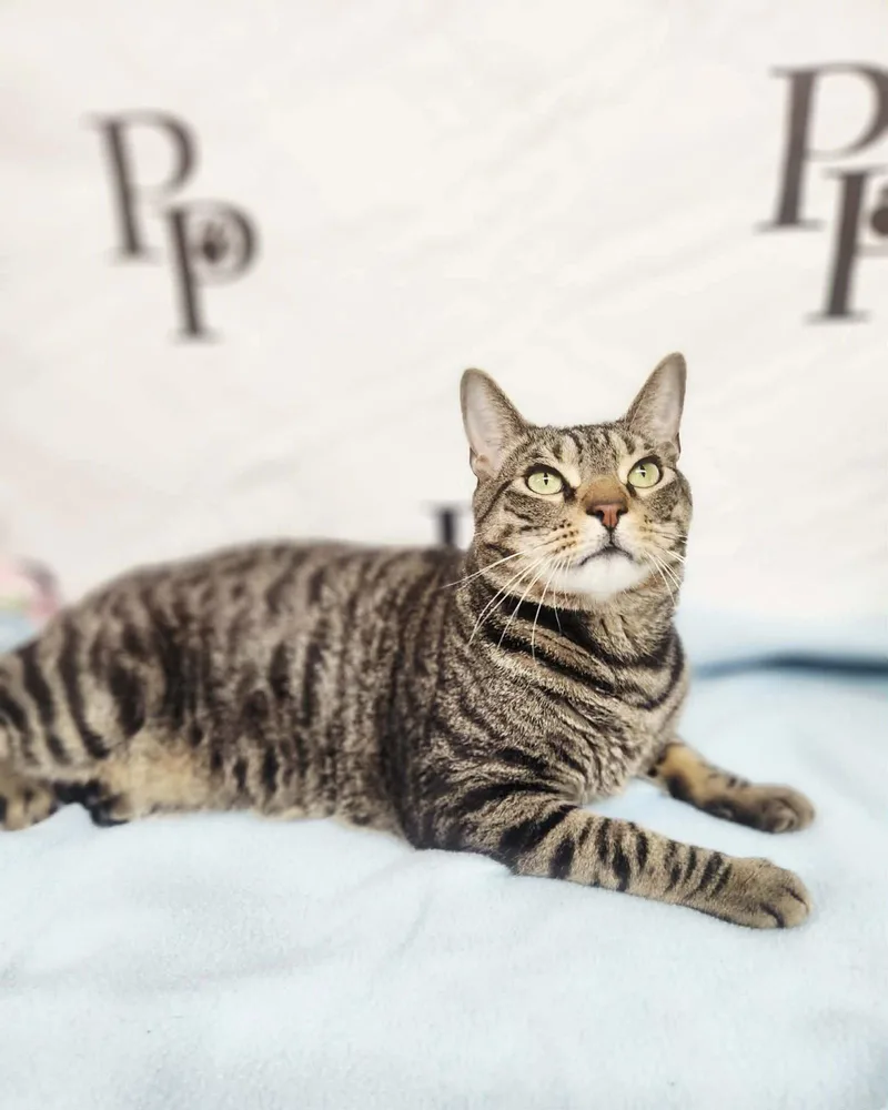 Peter Parker thumbnail 2