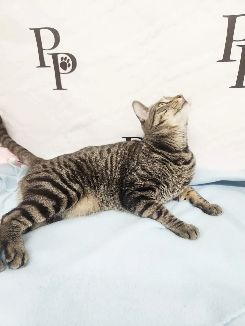 Peter Parker thumbnail 3