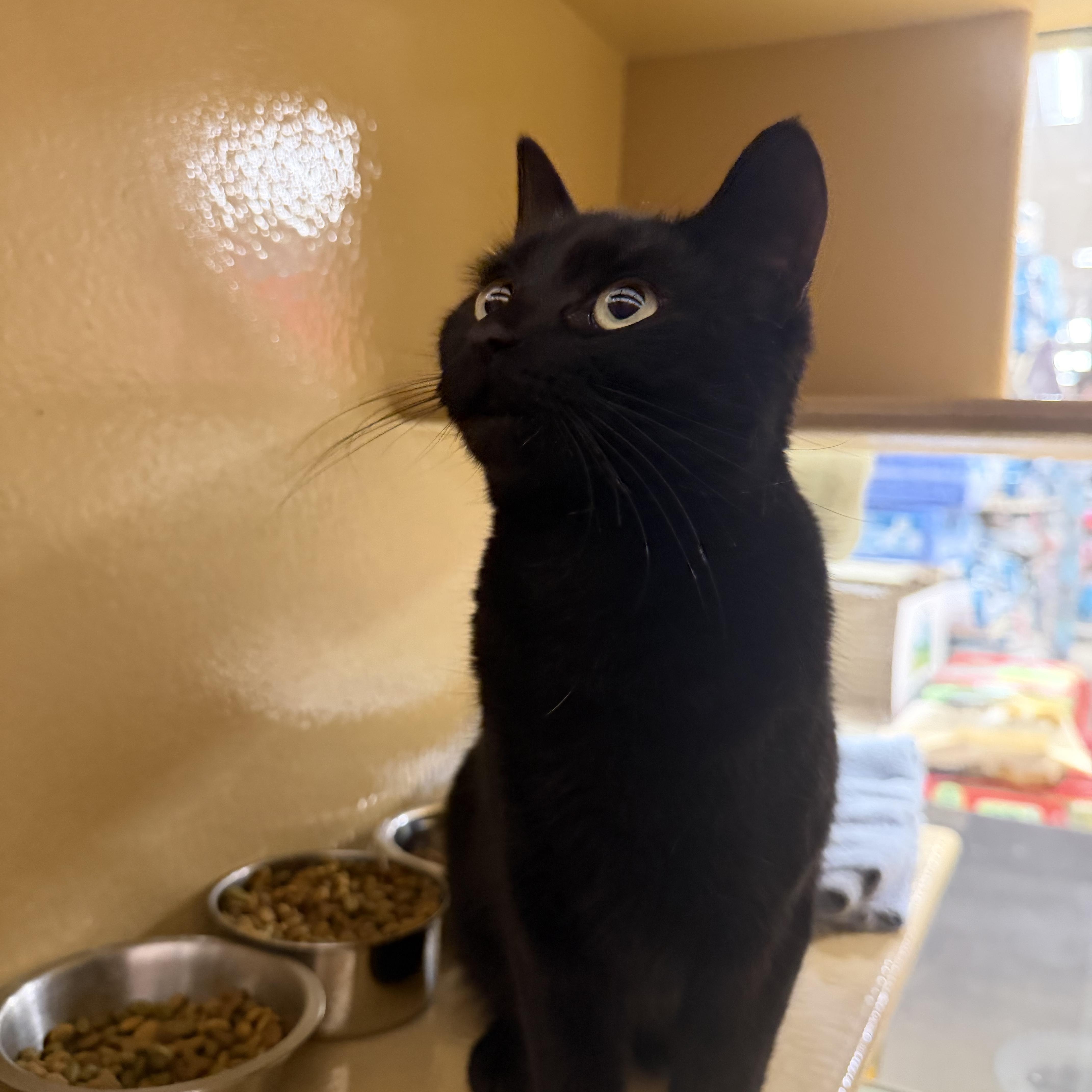 A young small-sized female Black Domestic Short Hair cat named Lilly for adoption in Canton, MA