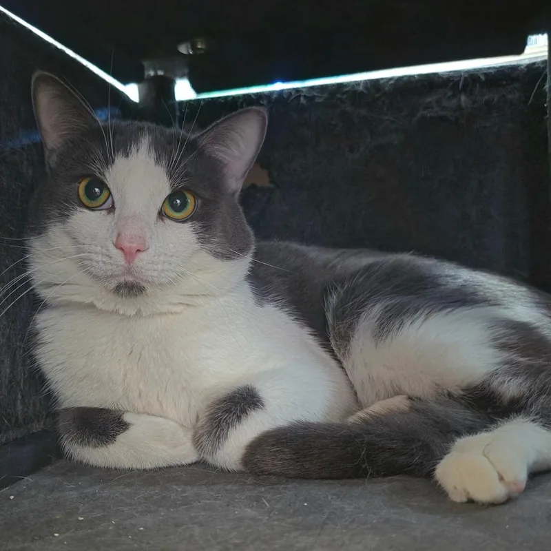 Grayson  Chino Hills thumbnail 2