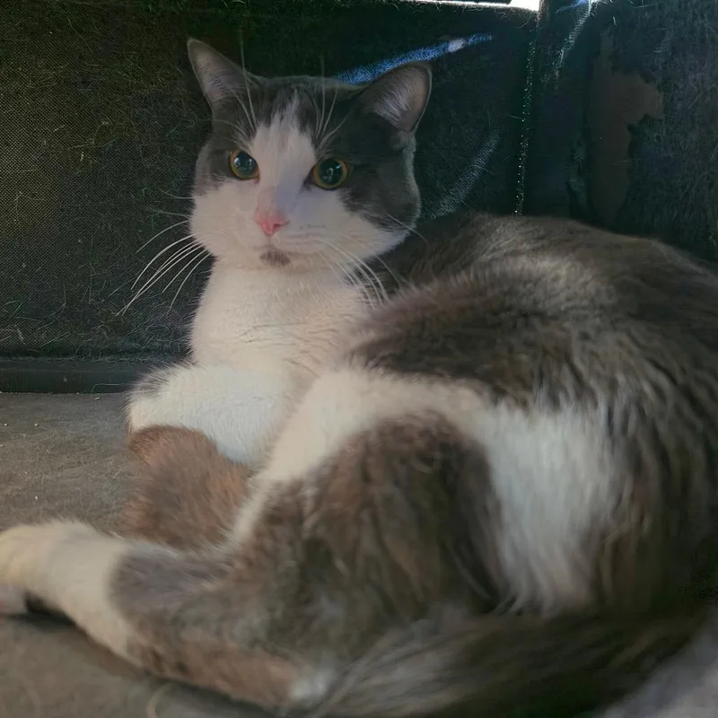 Grayson  Chino Hills thumbnail 3