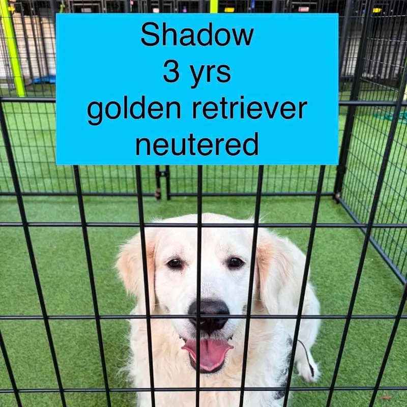 Shadow