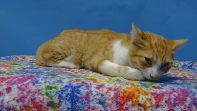 A young small-sized female Domestic Short Hair cat named Dorothy for adoption in Gardena, CA
