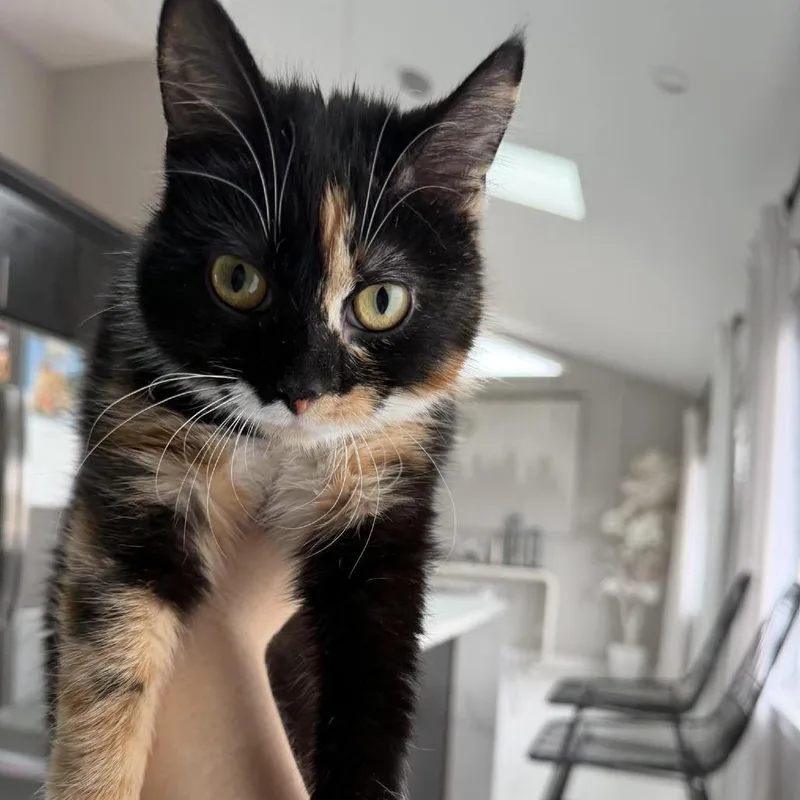 A young small-sized female Tortoiseshell Domestic Short Hair cat named Poptart for adoption in Forest Park, IL