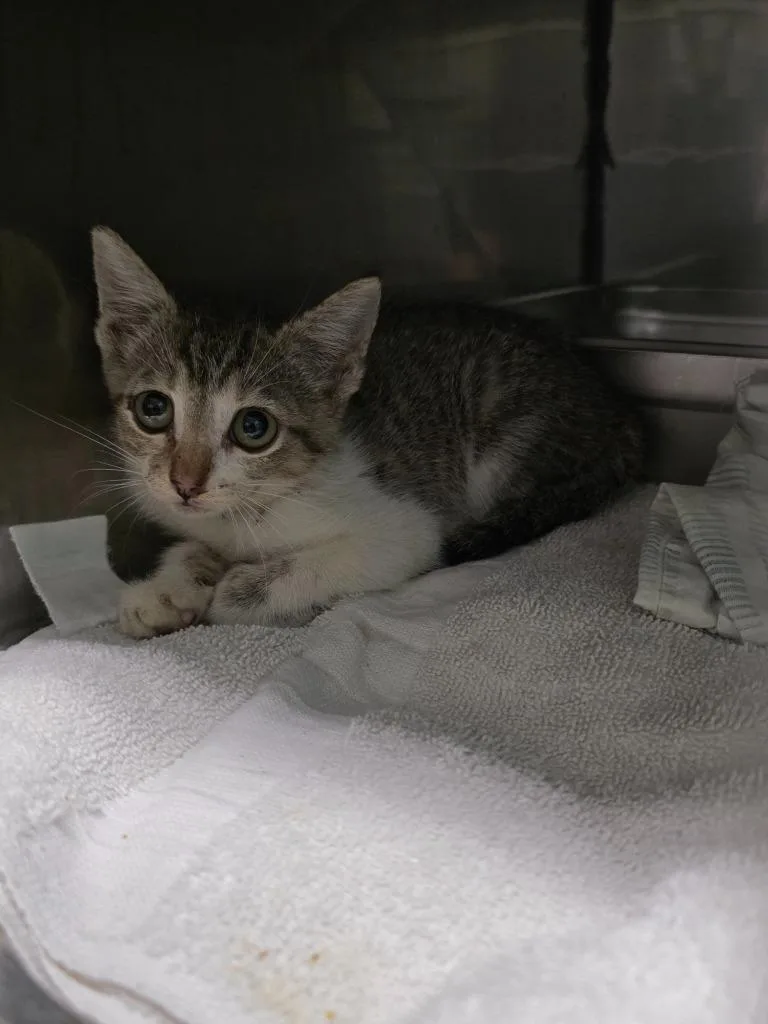 A baby small-sized female Domestic Short Hair cat named Sabre for adoption in Rockport, TX