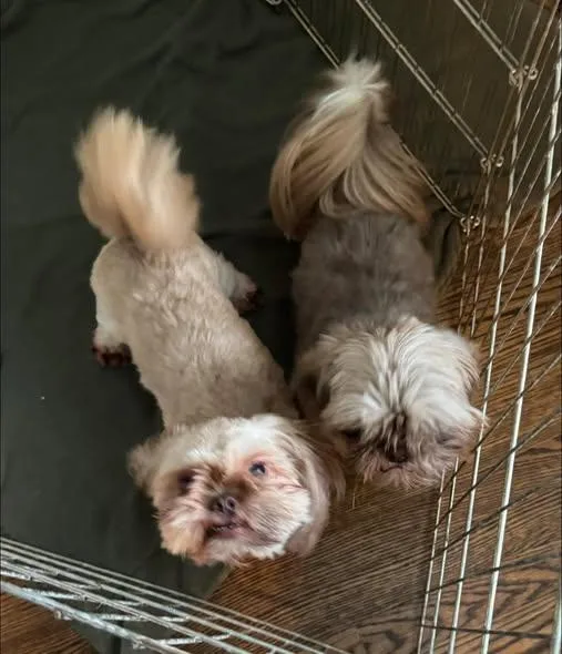 An adult small-sized male Shih Tzu dog named Ambrosia & Cocoa for adoption in Matthews, NC
