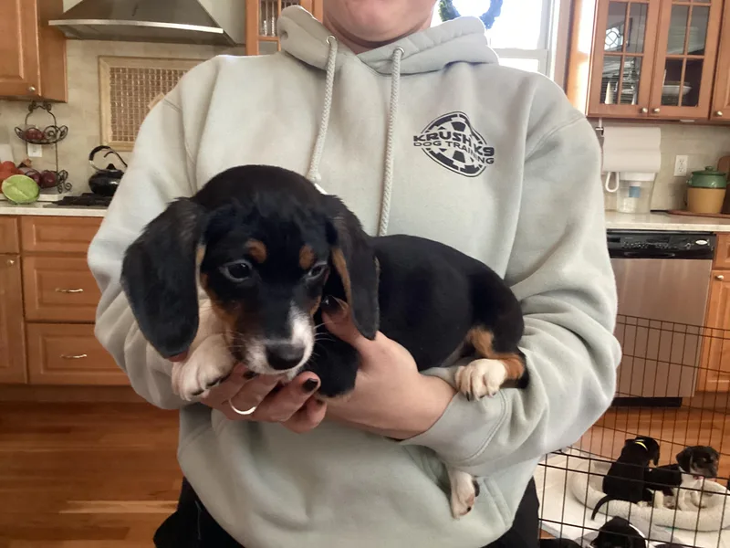 A baby small-sized female Tricolor (Brown, Black, & White) Beagle dog named Zoe for adoption in Barnegat, NJ