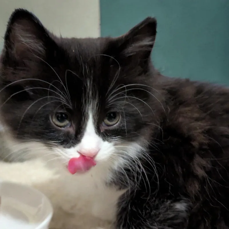 A baby medium-sized male Black & White / Tuxedo Tuxedo cat named Dean for adoption in Fort Worth, TX
