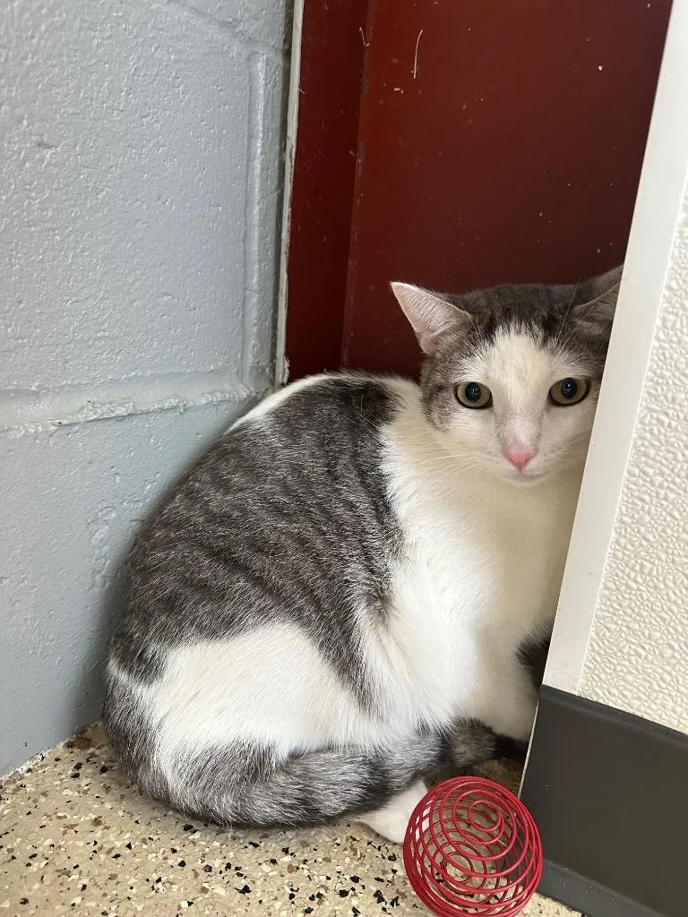 A young small-sized male Tabby cat named Magneto for adoption in Newberg, OR