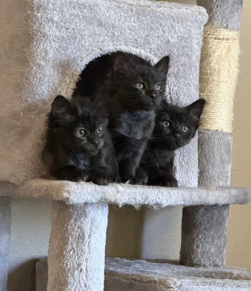 A baby large-sized male Black Maine Coon cat named Cooper for adoption in Sonora, CA