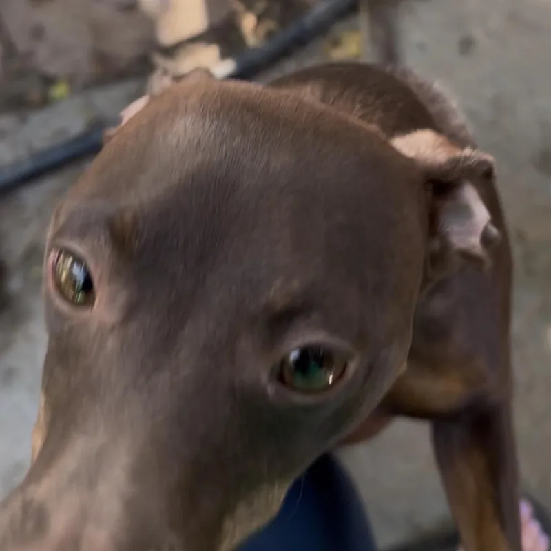 An adult small-sized male Brown / Chocolate Miniature Pinscher dog named Louis for adoption in Las Vegas, NV