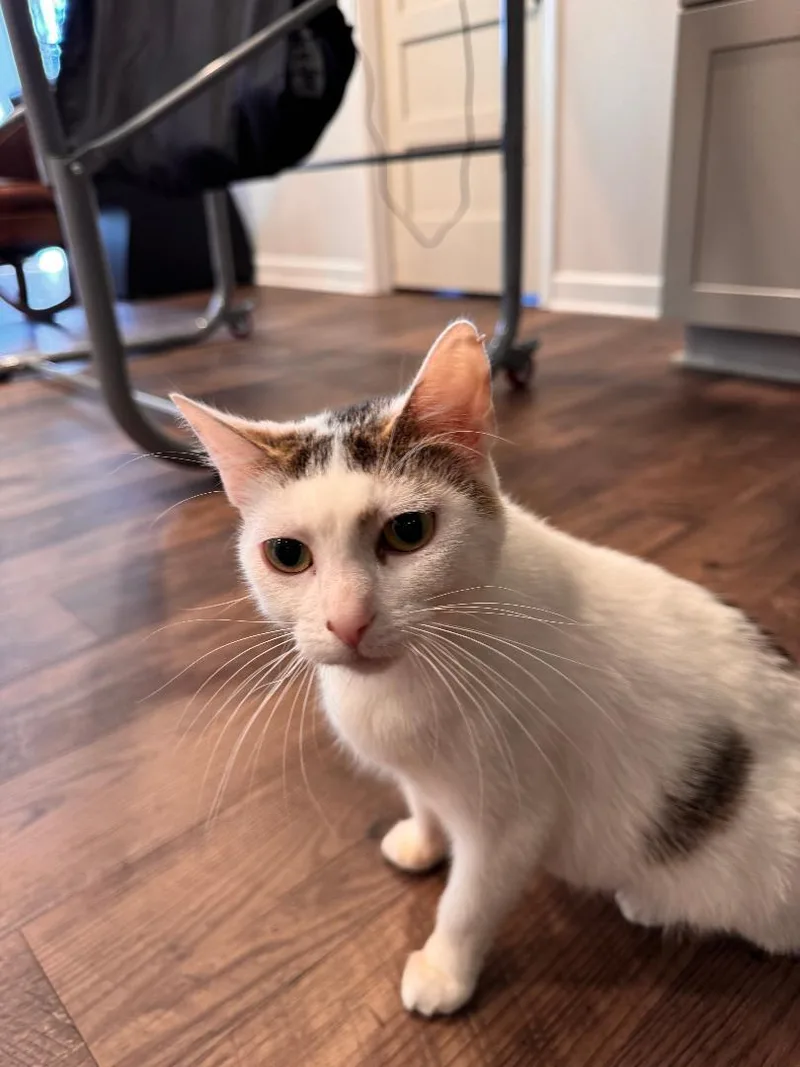 A young medium-sized female White Domestic Short Hair cat named Seahawk for adoption in Mokena, IL
