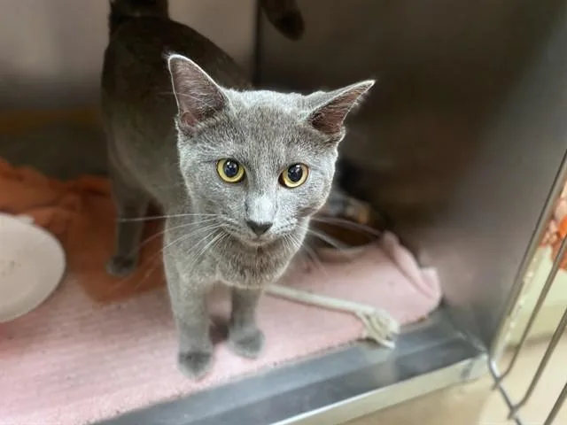 A young medium-sized female Domestic Short Hair cat named Francis for adoption in Fort Wayne, IN