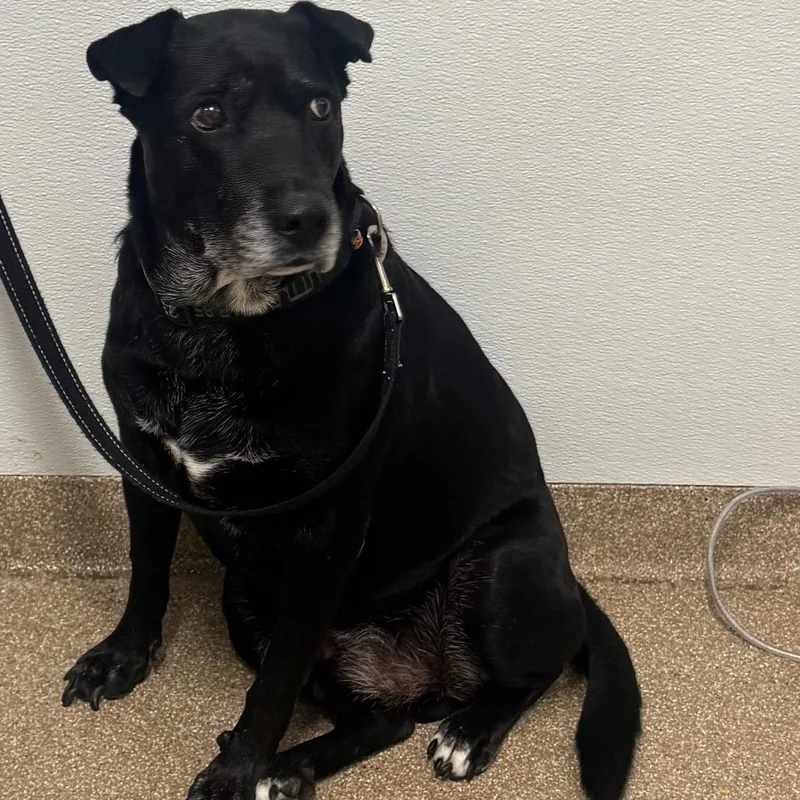 An adult medium-sized male Black Mixed Breed dog named Little Bear for adoption in League City, TX