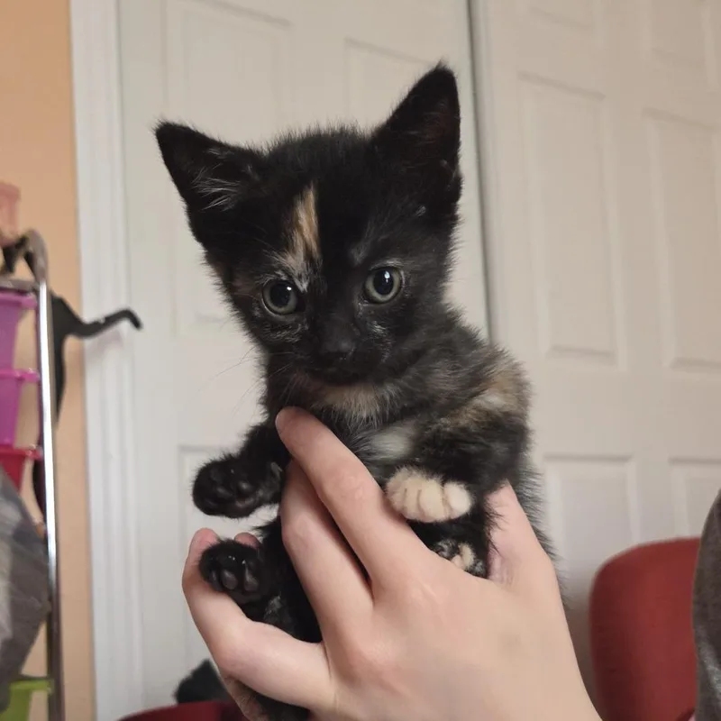 A baby small-sized female Tortoiseshell cat named Fanci for adoption in Ocala, FL
