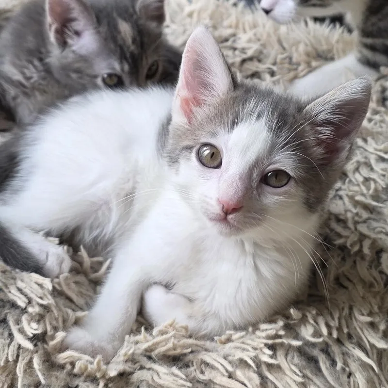 A baby small-sized male Brown / Chocolate Domestic Short Hair cat named Tempo for adoption in Point Richmond, CA