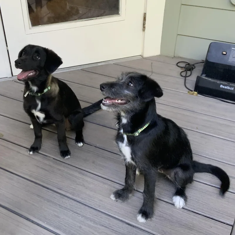 A baby medium-sized female Border Collie dog named Heidi for adoption in Pflugerville, TX