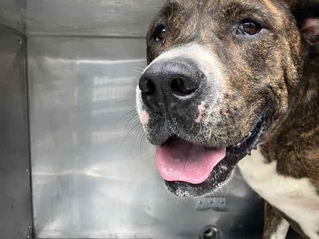 An adult large-sized male Mixed Breed dog named Lucky for adoption in Dallas, TX
