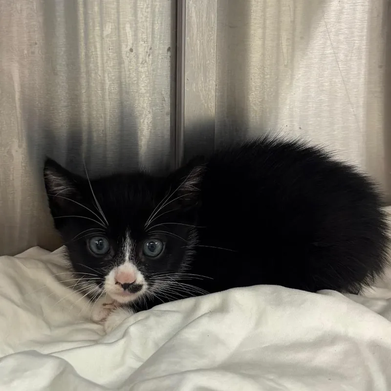 A baby small-sized female Black Domestic Short Hair cat named Dear FKA Little Dana for adoption in Philadelphia, PA