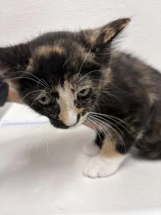 A baby small-sized female Domestic Short Hair cat named Sally for adoption in West Chester, PA