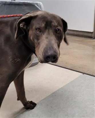 An adult large-sized female Labrador Retriever dog named Jazzy for adoption in Van Nuys, CA