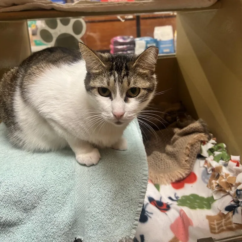 An adult medium-sized female Brown / Chocolate Domestic Short Hair cat named Miny for adoption in Wheeling, IL