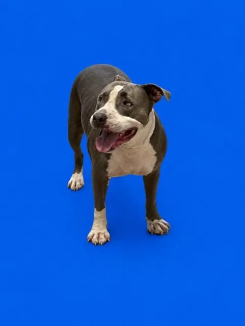 Mina