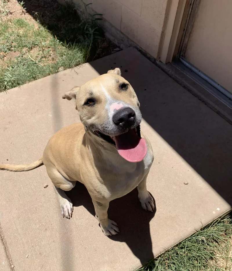 An adult medium-sized male Yellow / Tan / Blond / Fawn Labrador Retriever dog named Potato for adoption in Bisbee, AZ