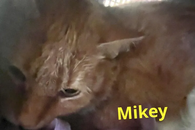 A young medium-sized male Domestic Short Hair cat named Mikey for adoption in Muskegon, MI