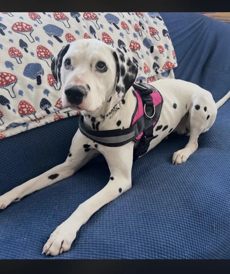 Two Tone thumbnail 3