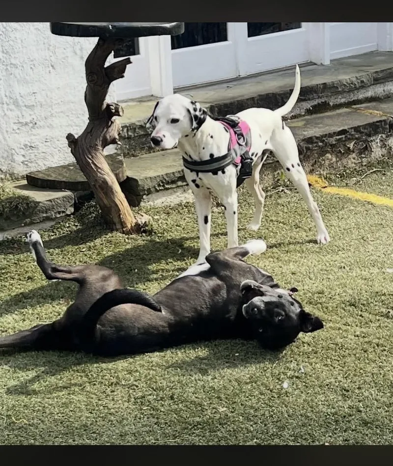 Two Tone thumbnail 4