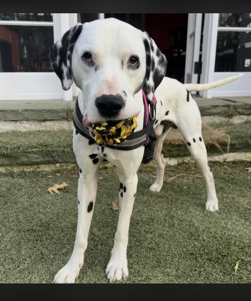 Two Tone thumbnail 5