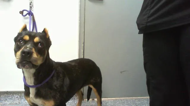 An adult medium-sized female American Staffordshire Terrier dog named A for adoption in Charlotte, NC