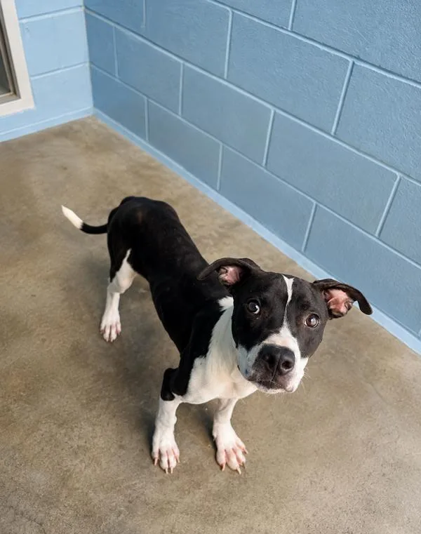 A young medium-sized male Pit Bull Terrier dog named Castle for adoption in Lafayette, LA