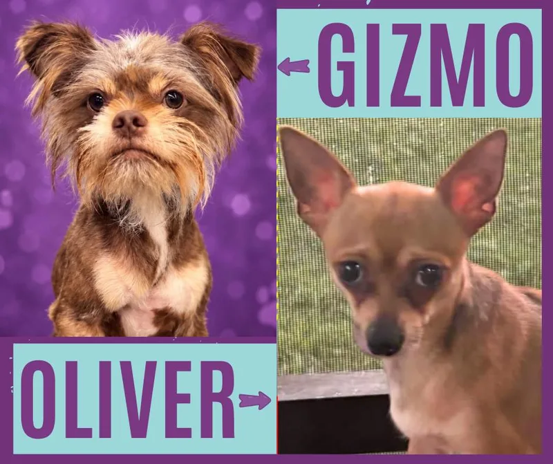 An adult small-sized male Chihuahua dog named Gizmo and Oliver for adoption in Land O Lakes, FL