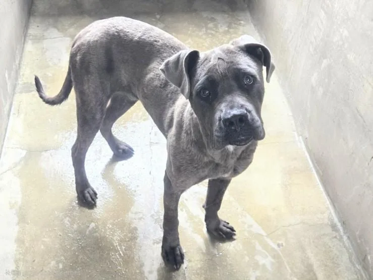 A young medium-sized male Cane Corso dog named Topo for adoption in Van Nuys, CA