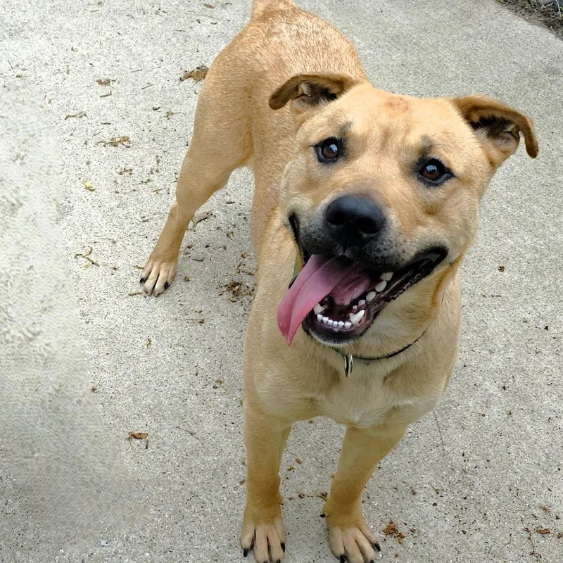 A young large-sized male Yellow / Tan / Blond / Fawn Shepherd dog named Banjo for adoption in Michigan City, IN