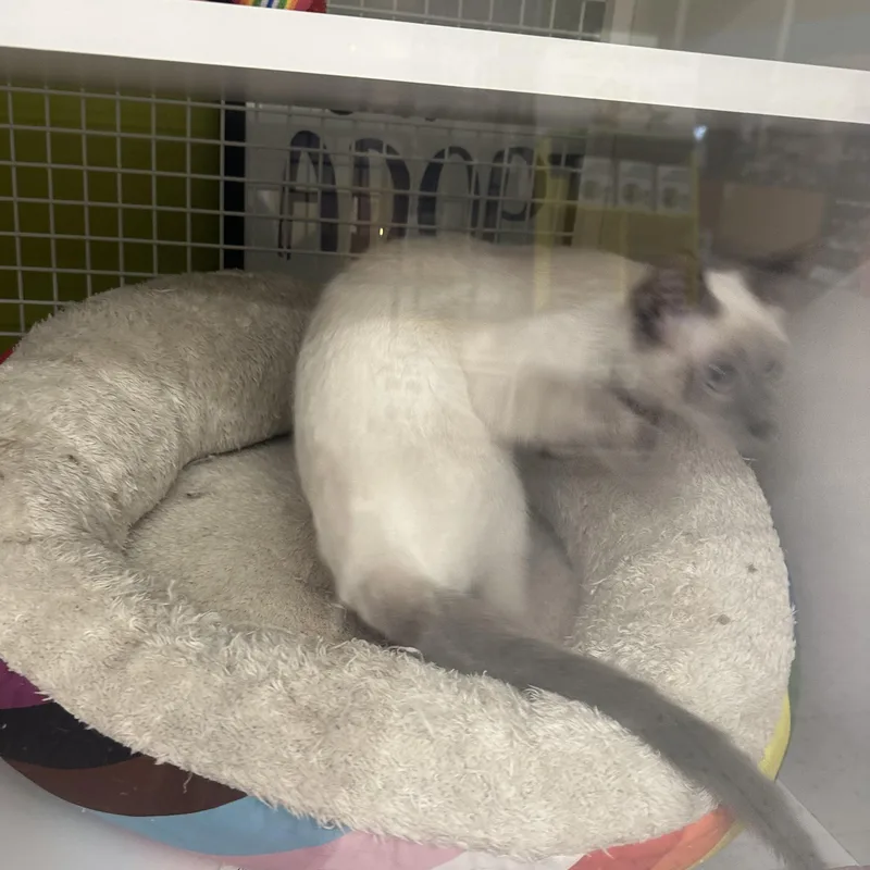 Biscuits & Gravy thumbnail 2