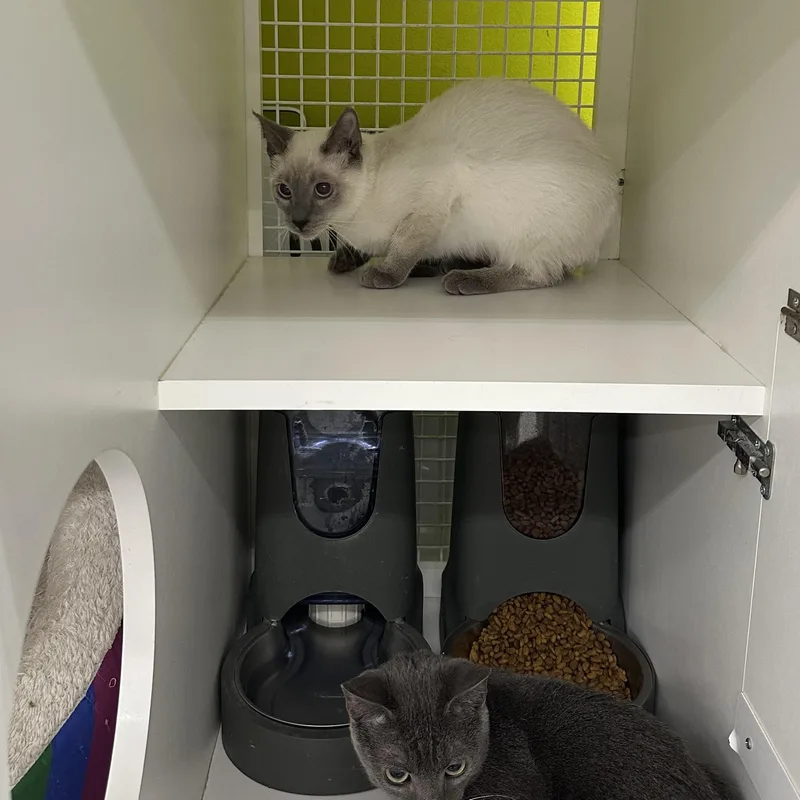 Biscuits & Gravy thumbnail 3