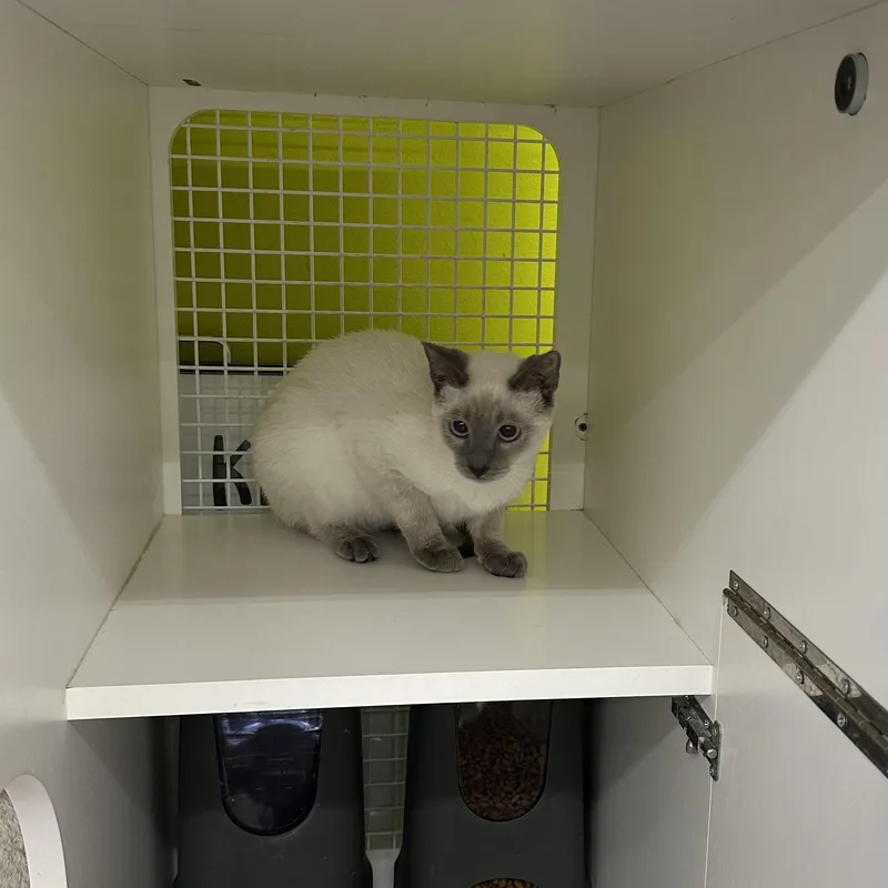 Biscuits & Gravy thumbnail 4