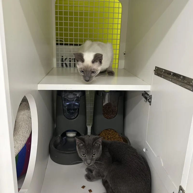 Biscuits & Gravy thumbnail 6