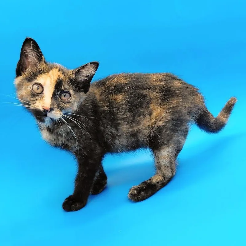 A baby medium-sized female Domestic Short Hair cat named Dings for adoption in Springfield, MO