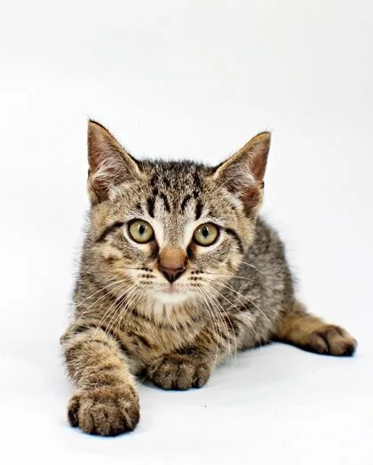 A baby small-sized male Domestic Short Hair cat named Lucian for adoption in Morton Grove, IL